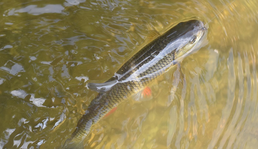 干貨 ▏飼料這么選，更能降低魚(yú)價(jià)下跌風(fēng)險！